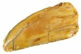 Serrated Raptor Tooth - Real Dinosaur Tooth #332645-1